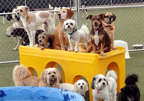 Lucky dog daycare. Things To Know About Lucky dog daycare. 